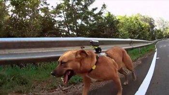 аква-бокс SPK-AS2 на собаке