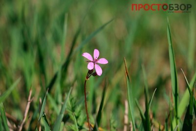 Пример фотографии со стандартным объективом