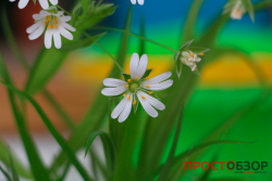 Обычное фото цветка