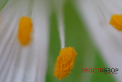 Увеличенная тычинка объективом Canon MP-E 65mm f-2.8 1-5x Macro