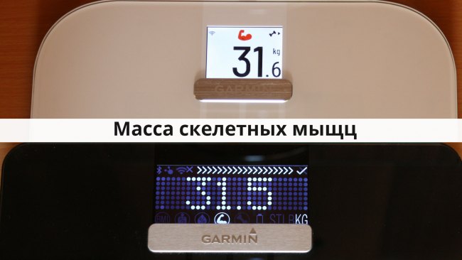 Масса скелетных мышц в Index S2