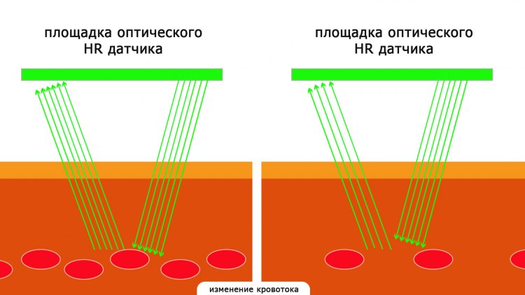 Как измеряет оптический HR датчик в часах Garmin