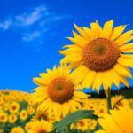 sunflowers-ukraine